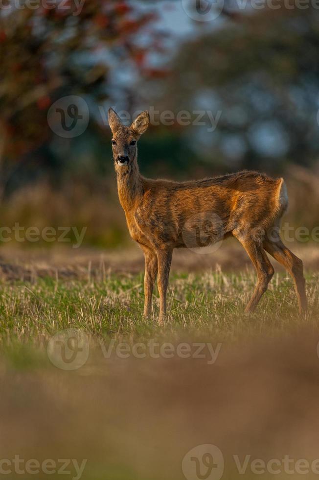 chevreuil sauvage photo