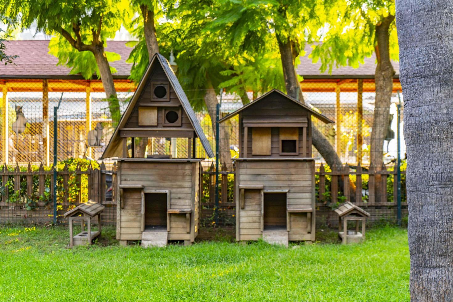 maison de chat en bois dans le jardin photo