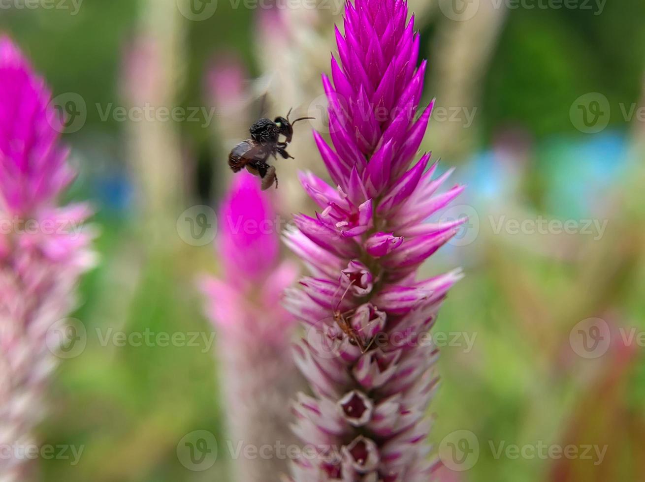 une abeille plébéienne vole et atterrit sur une fleur d'épinard boroco photo