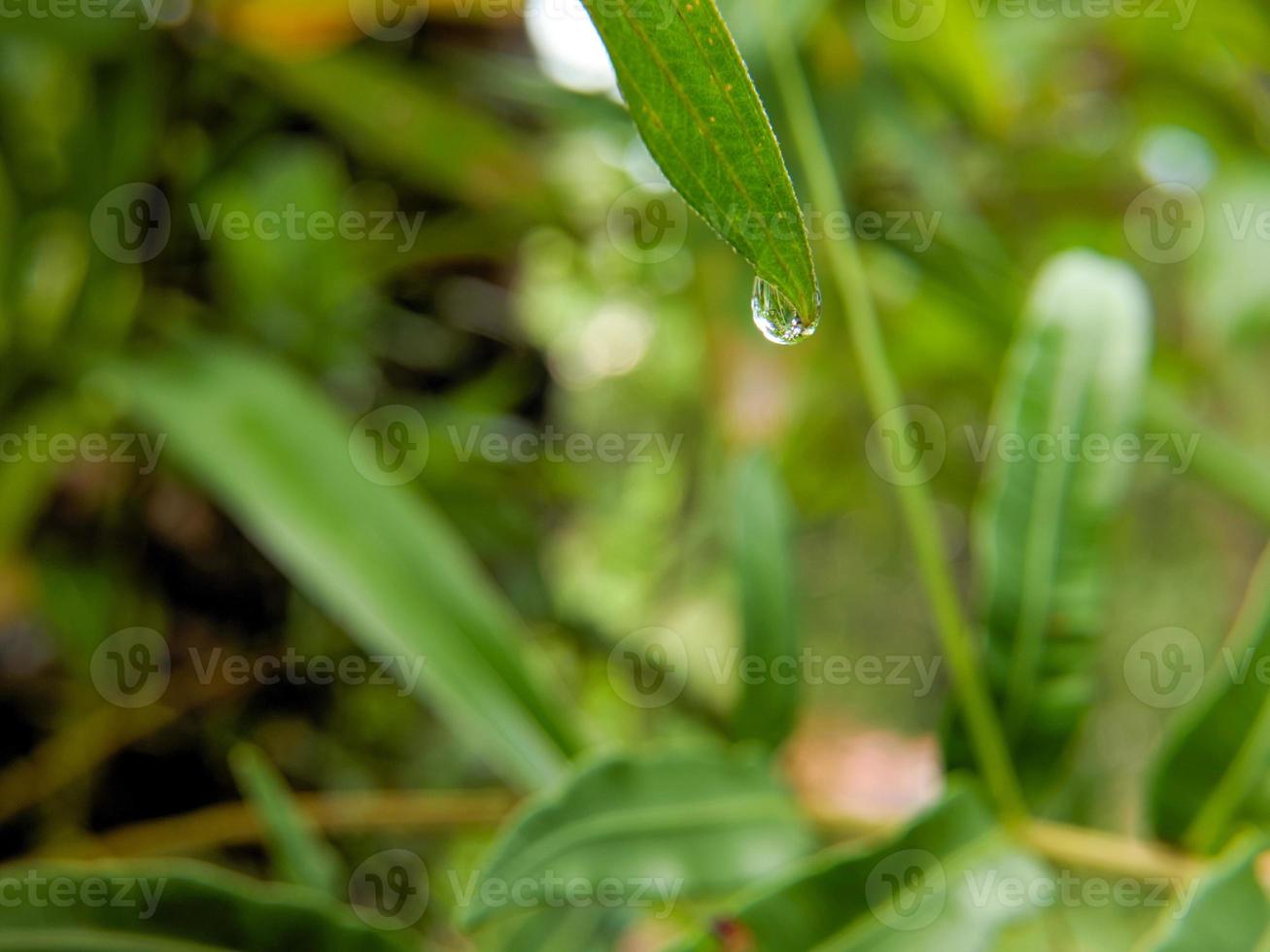 gouttes de pluie sur les feuilles vertes fraîches photo