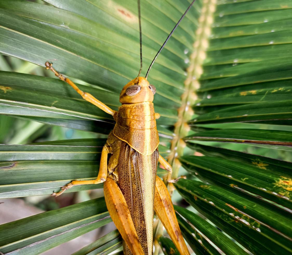 une sauterelle brune avec une combinaison jaune, qui est sur une feuille verte photo