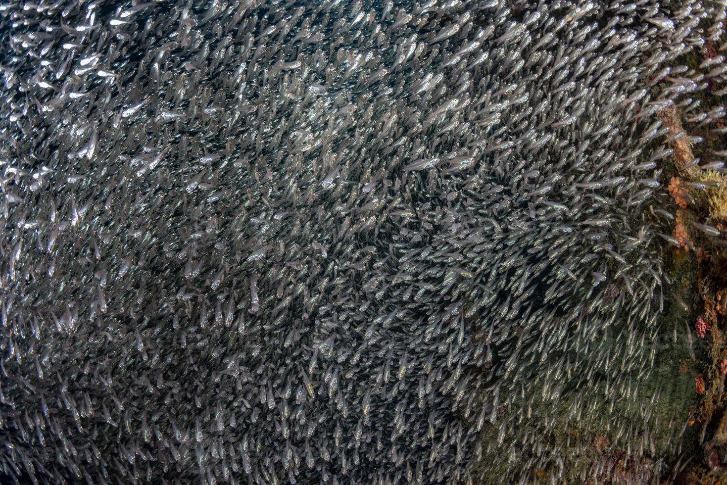 À l'intérieur de la boule d'appât géante de poissons de verre sur l'épave du navire aux Maldives photo