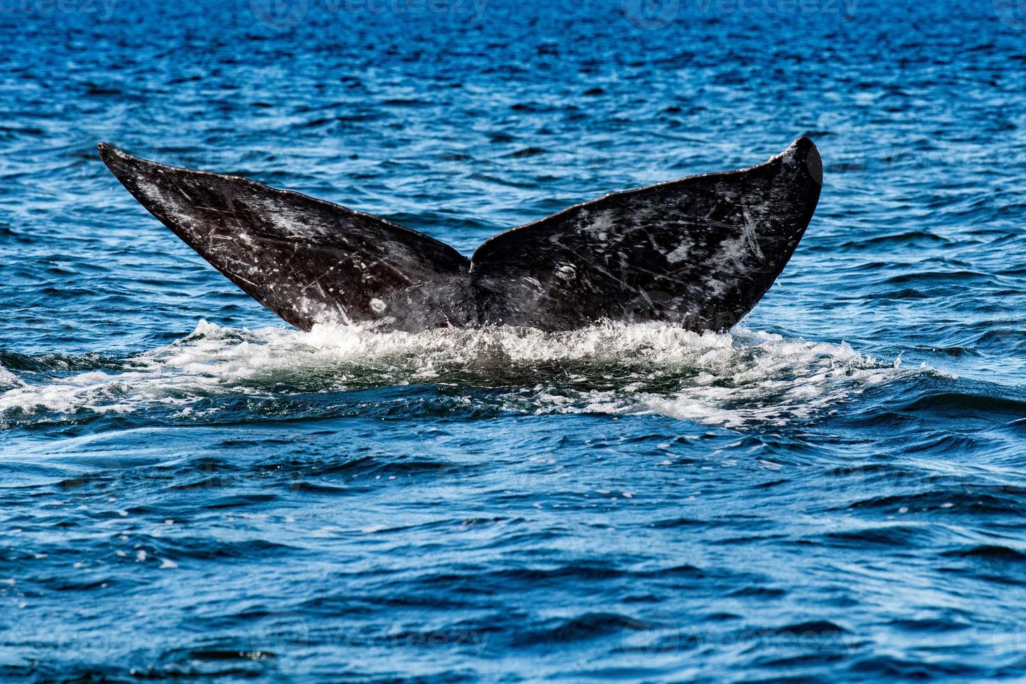 queue de baleine grise descendant dans l'océan au coucher du soleil photo