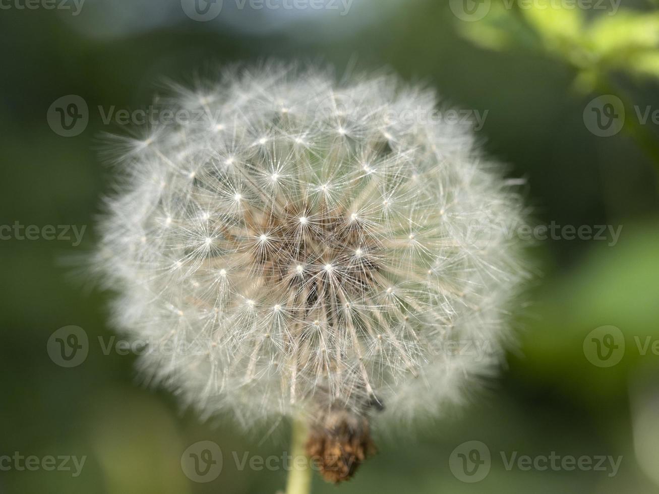 boule de pissenlit fleur douce macro photo