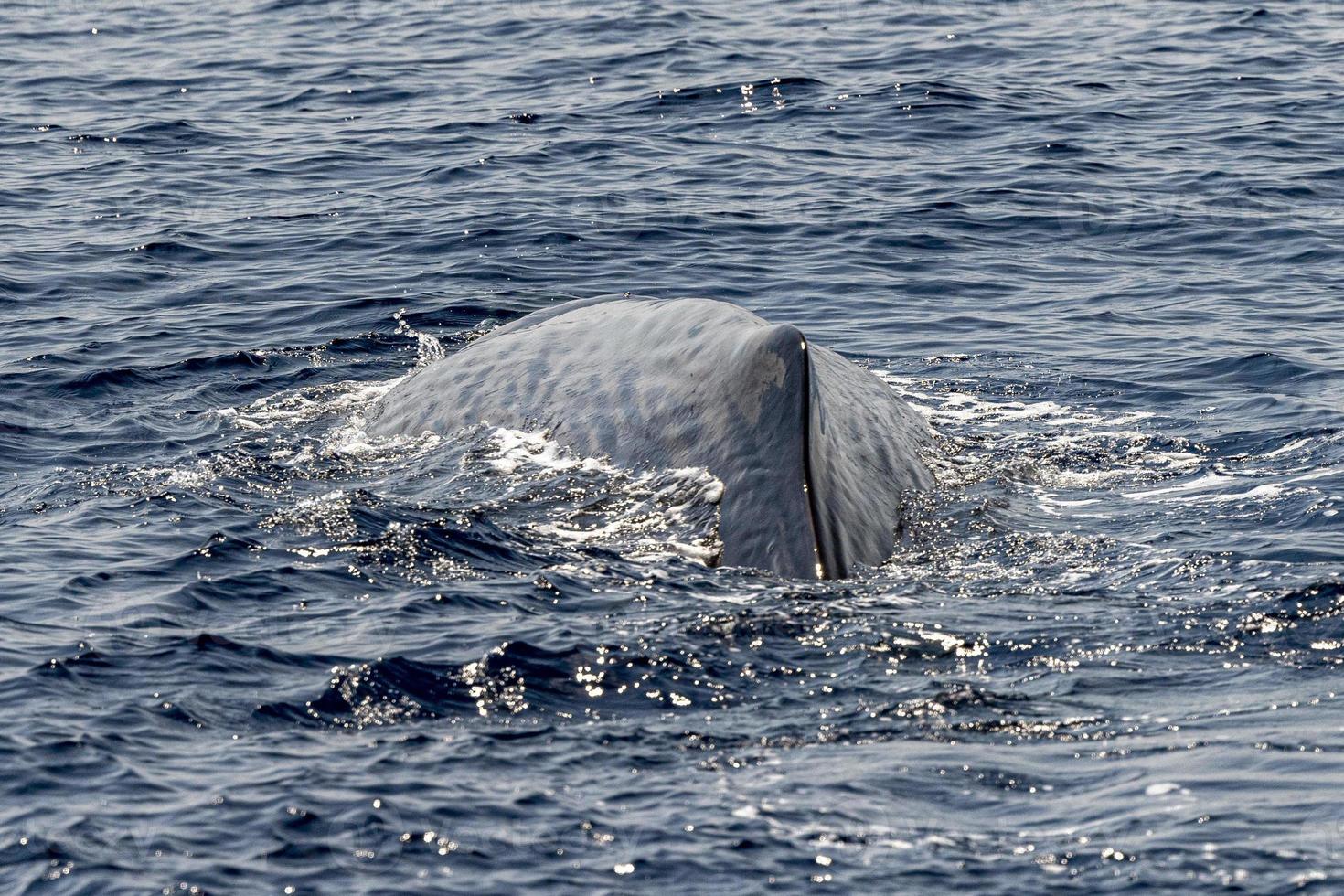 Détail de la nageoire dorsale du cachalot au coucher du soleil à Gênes Italie observation des baleines photo