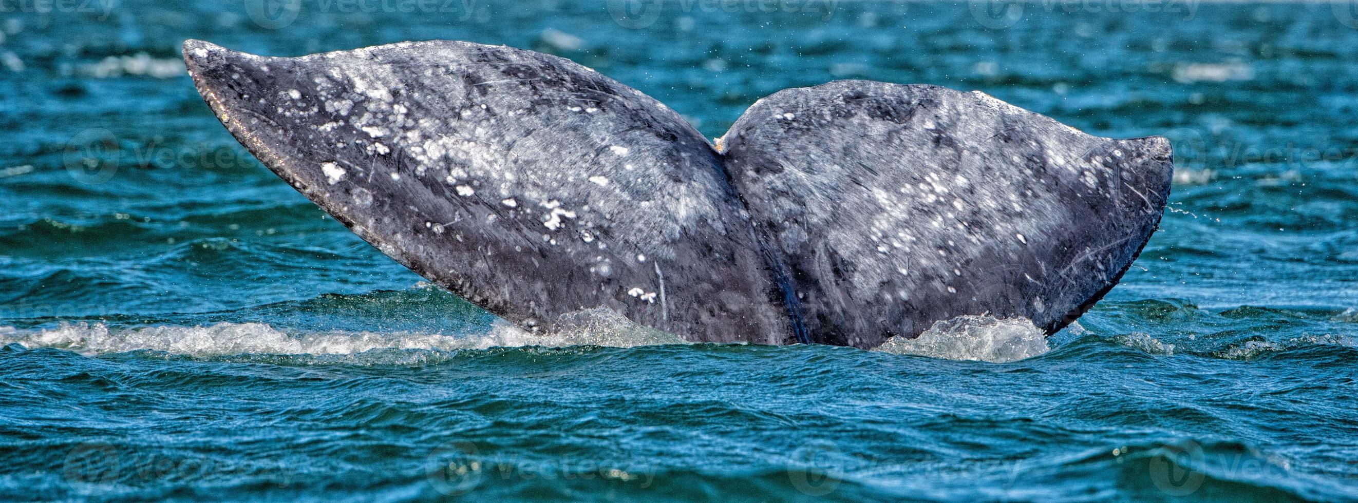 queue de baleine grise descendant dans l'océan au coucher du soleil photo