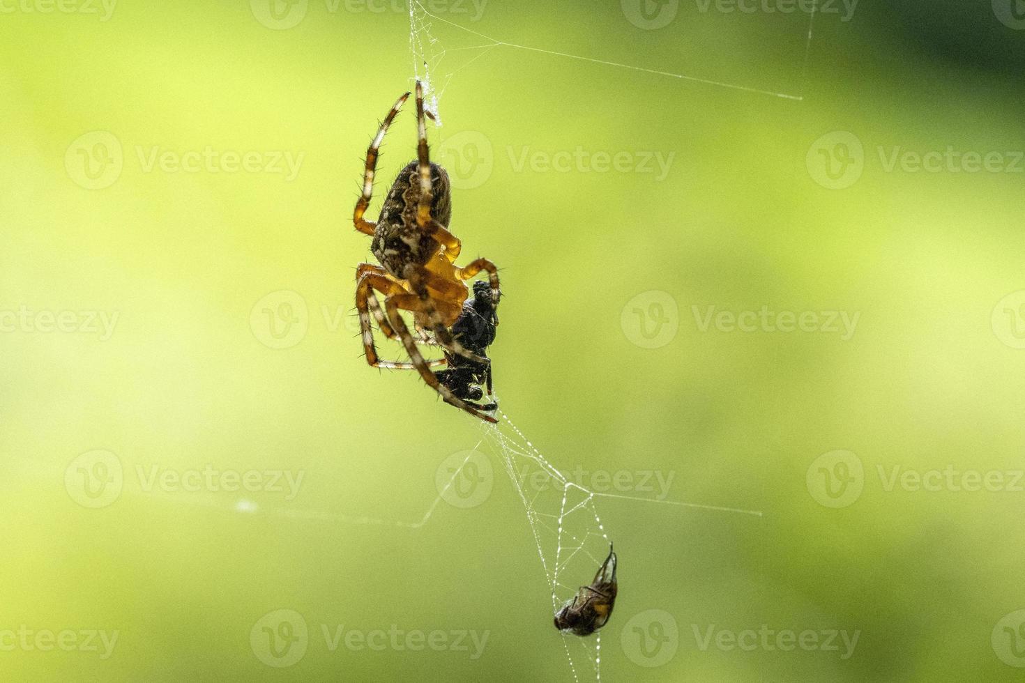 araignée mangeant sa proie photo