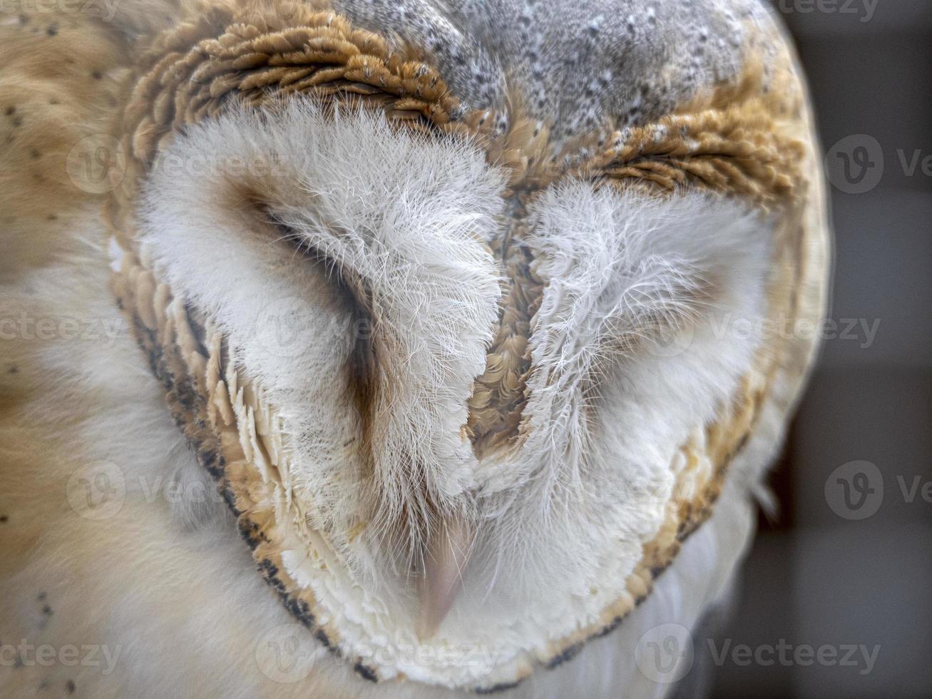 effraie des clochers oiseau de proie gros plan portrait photo