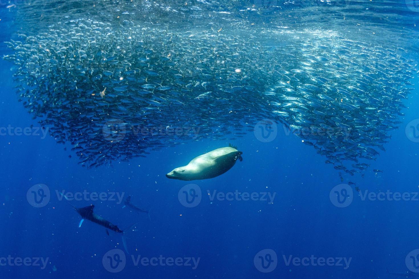 marlin rayé et lion de mer chassant dans une boule d'appâts à la sardine dans l'océan pacifique photo