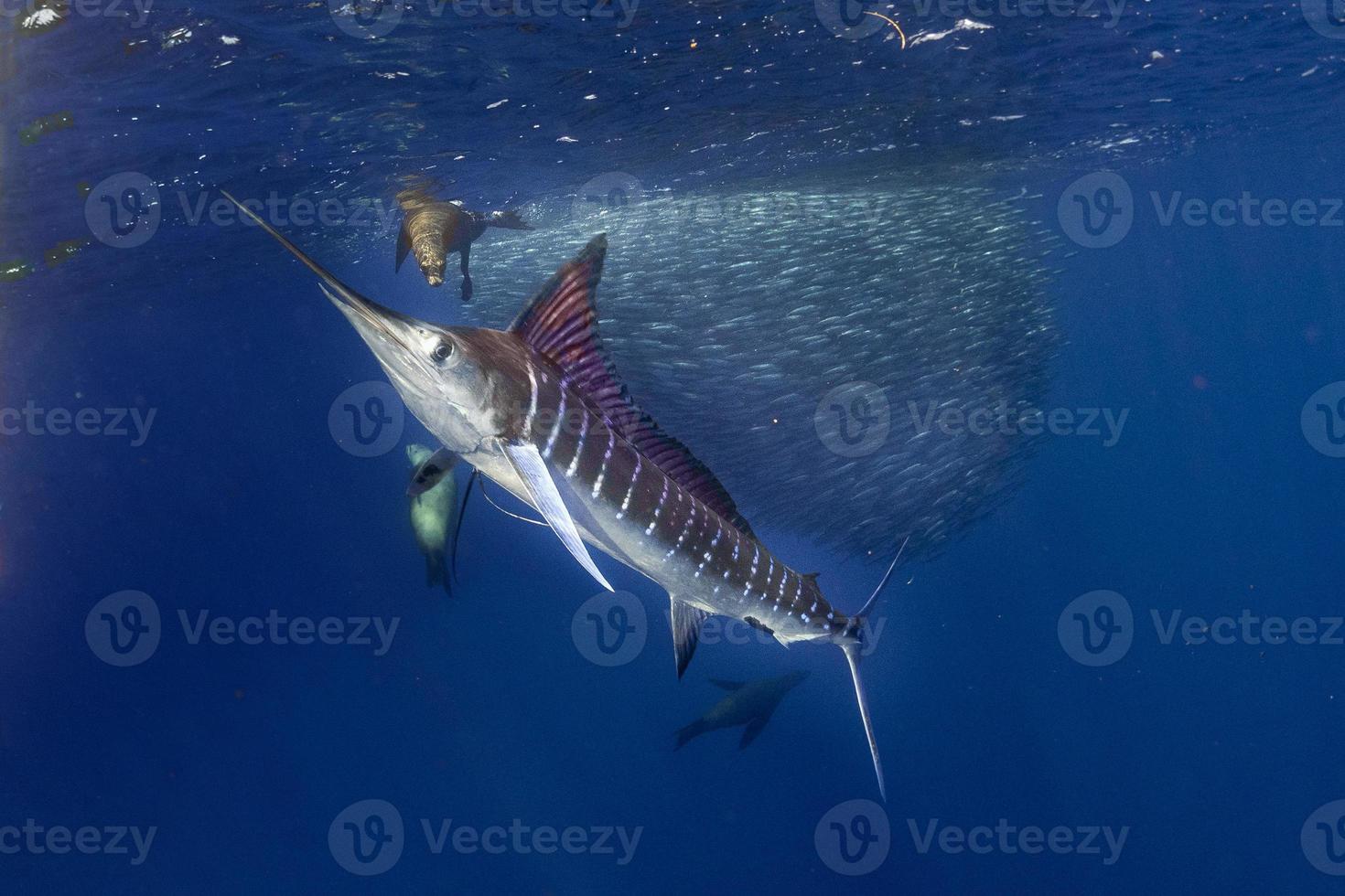 marlin rayé et lion de mer chassant dans une boule d'appâts à la sardine dans l'océan pacifique photo