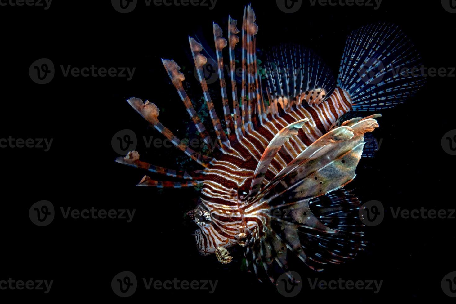 portrait de poisson lion scorpion pendant la plongée en indonésie photo