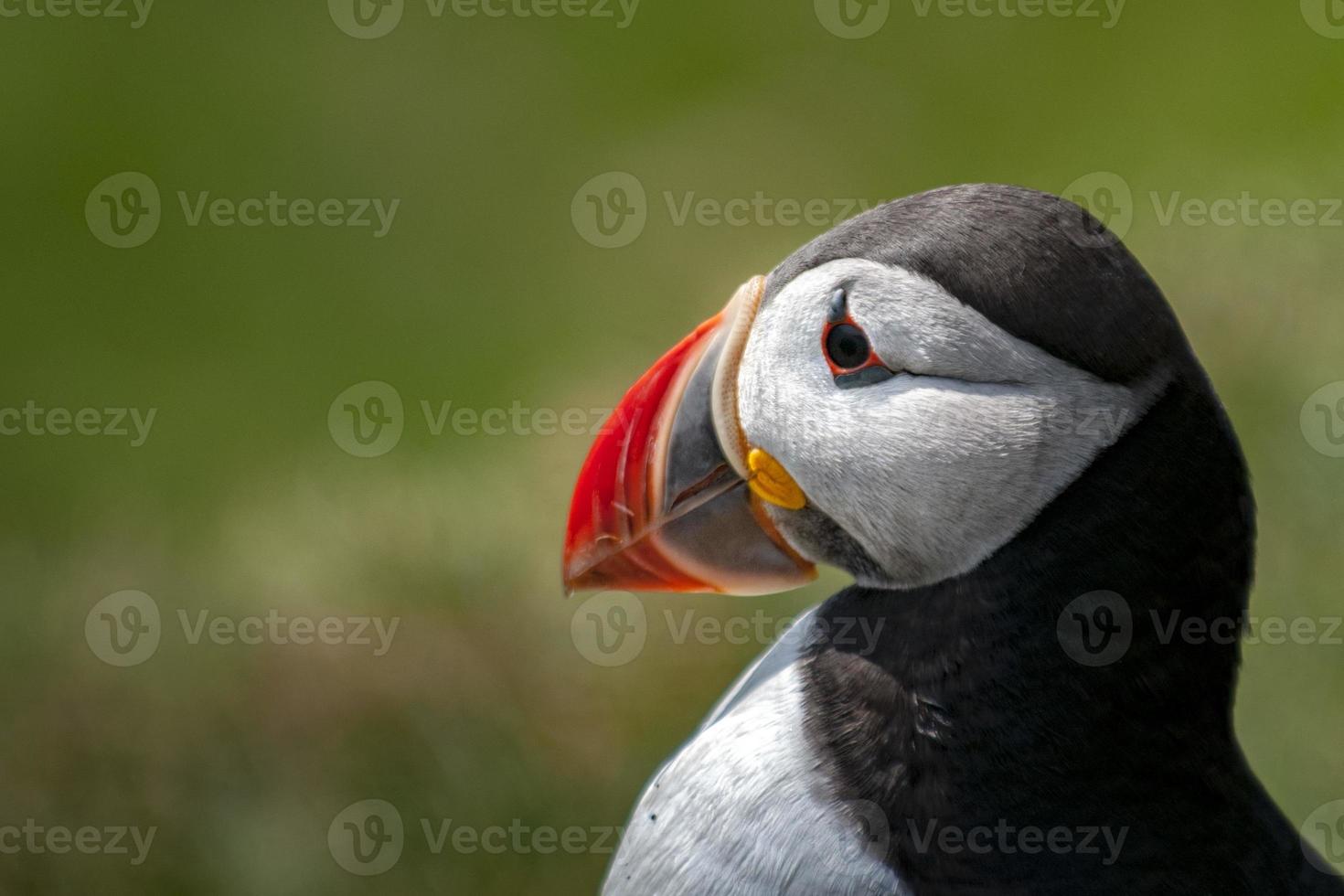 oiseau macareux gros plan portrait photo