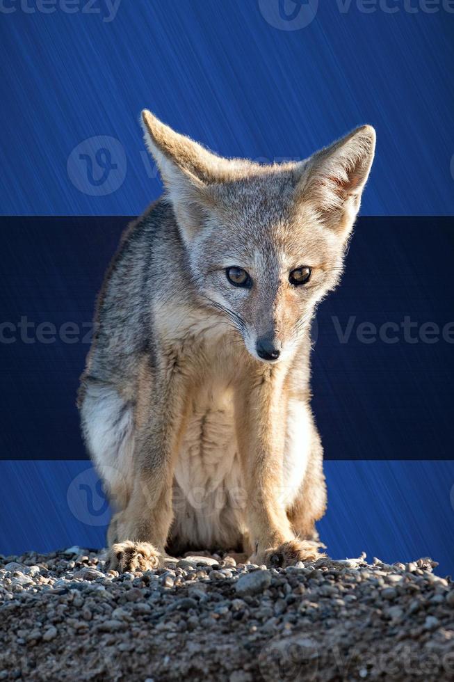 yeux bleus leicester fc champion renard photo