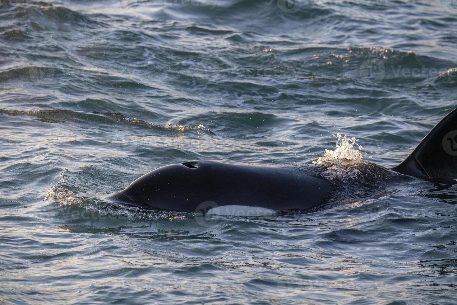 Orca orque à l'intérieur du port de Gênes en mer méditerranée venant d'islande photo