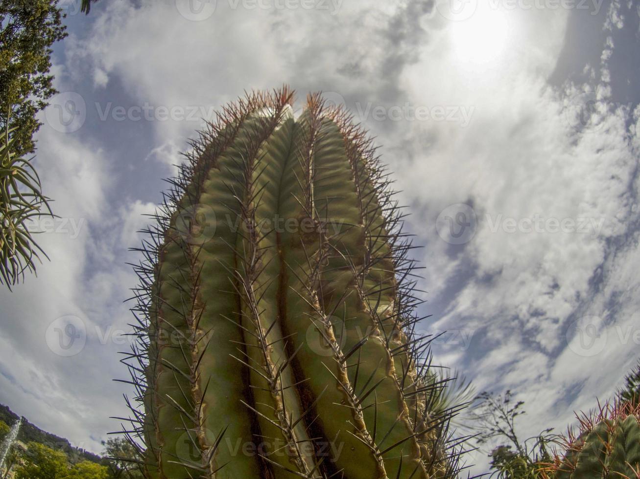 gros plan de cactus photo
