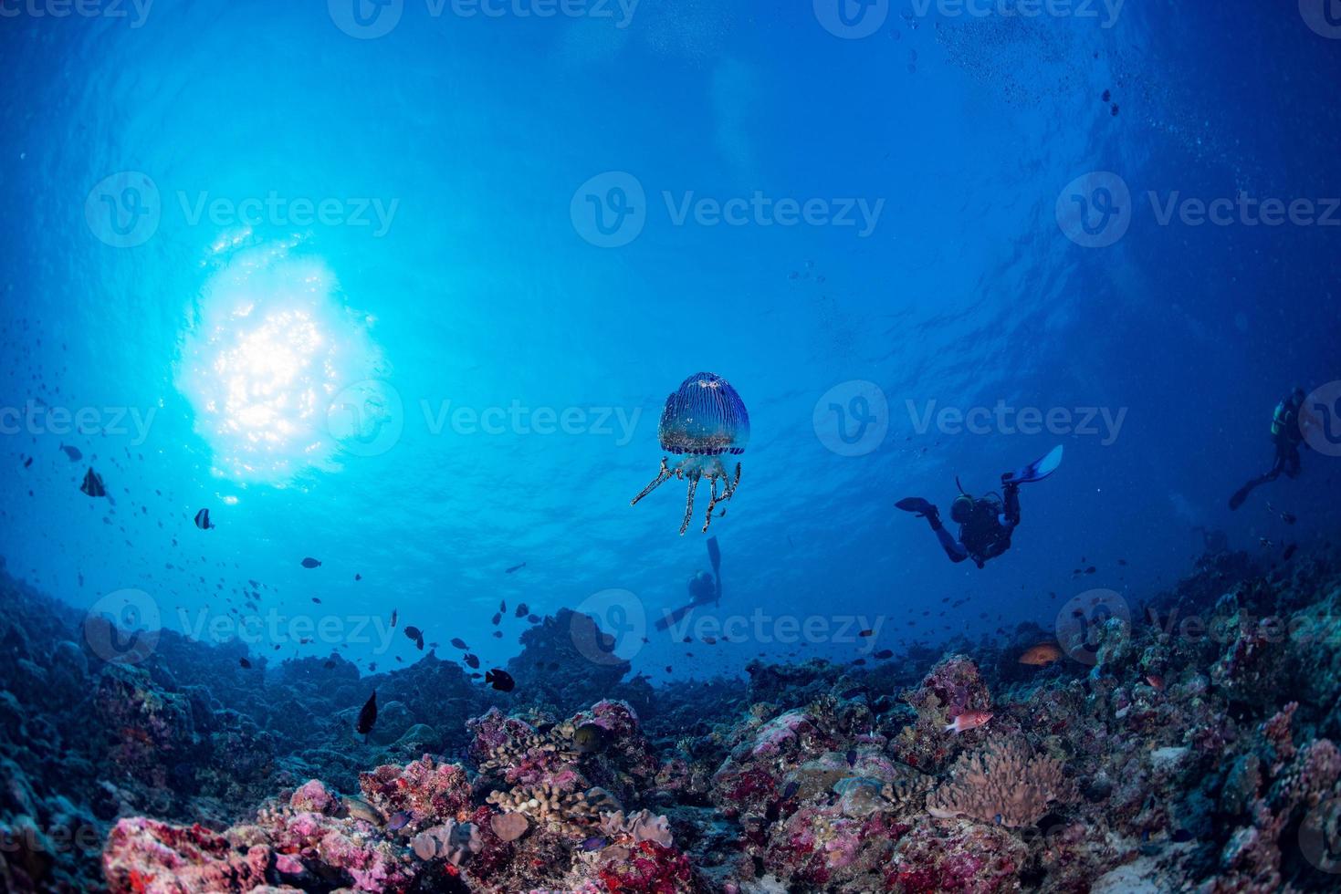 méduse aux maldives coraux et poissons panorama sous-marin photo