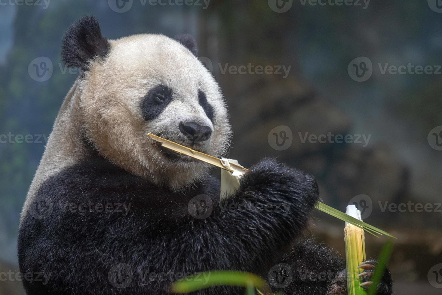 panda géant en mangeant du bambou photo