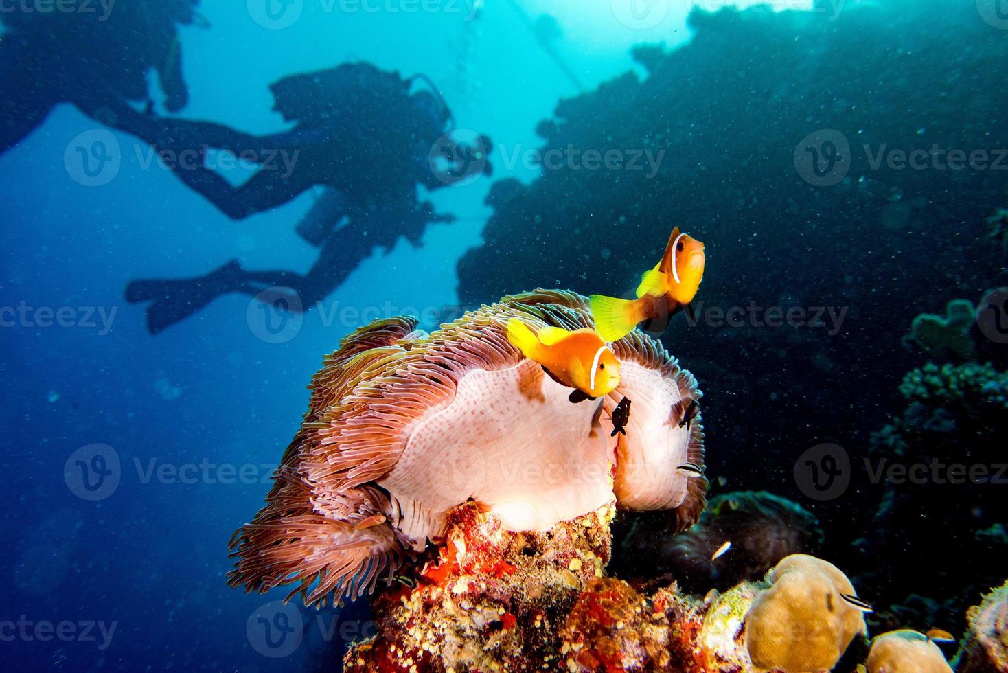 poisson clown à l'intérieur de l'anémone rouge aux maldives photo
