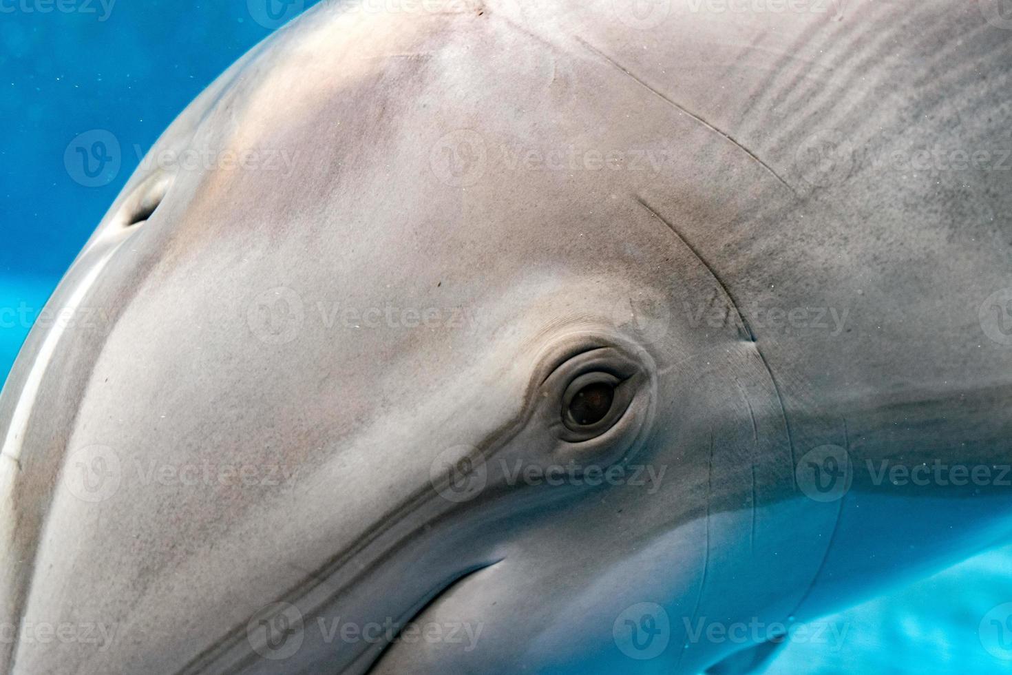 dauphin oeil gros plan portrait macro vue sous l'eau photo