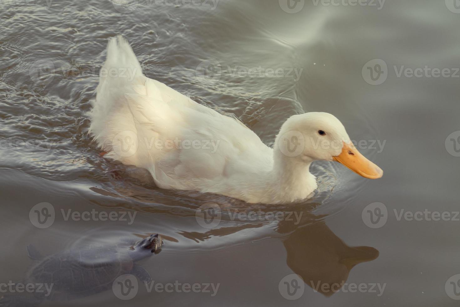 canard blanc nageant dans le lac photo