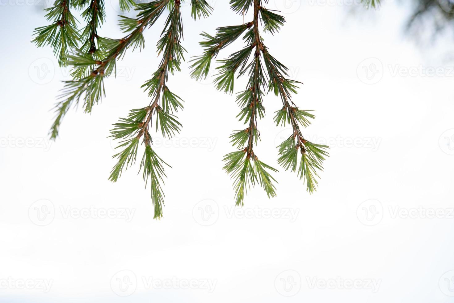 bébé pin petites branches vertes aiguilles sur blanc photo