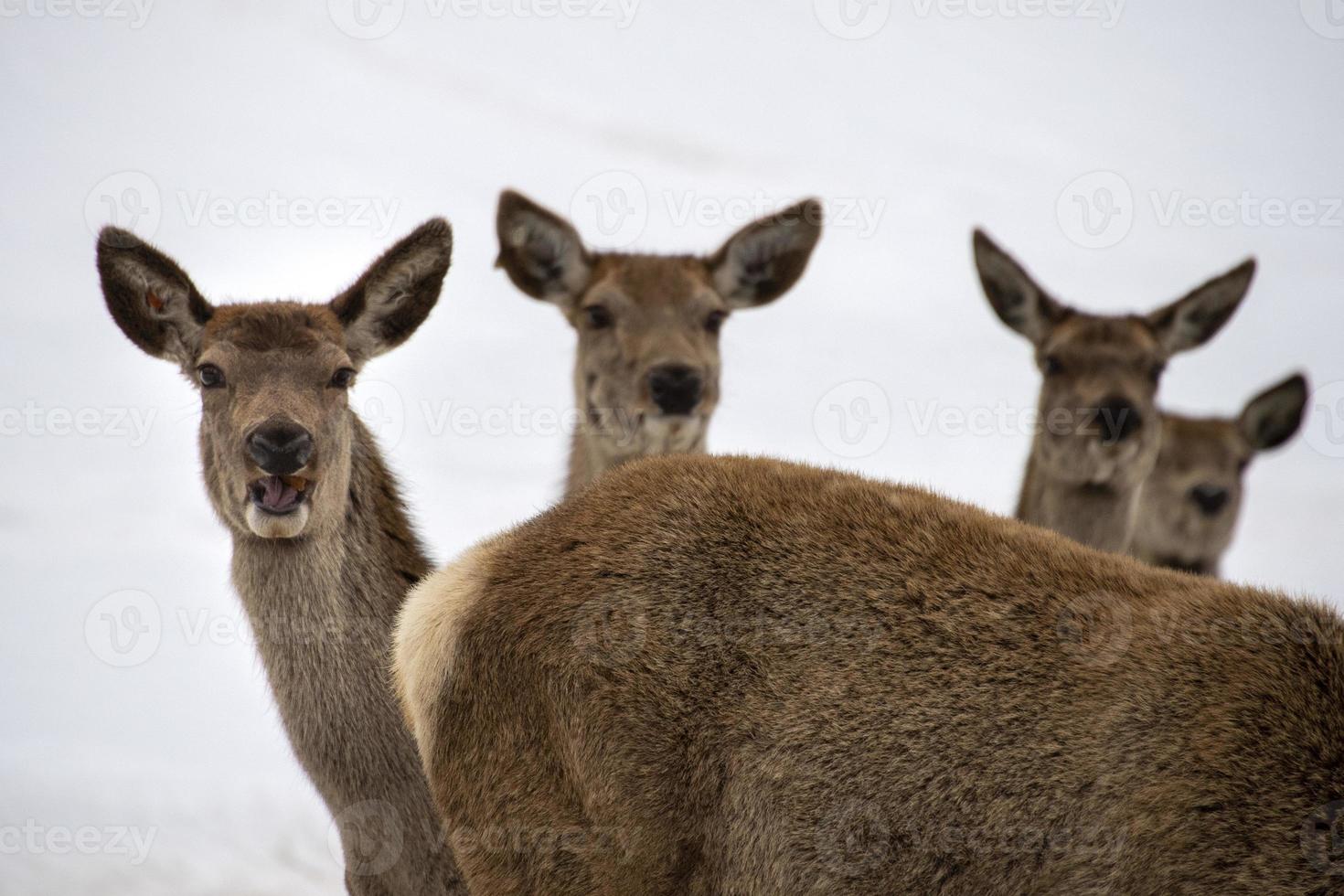 portrait de famille de cerfs sur fond de neige photo