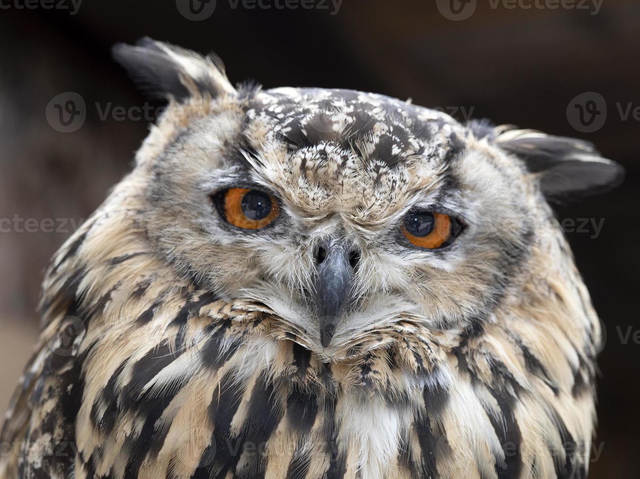 hibou grand-duc indien portrait en gros plan photo