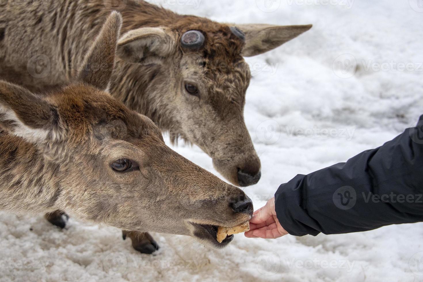 main humaine nourrissant des cerfs sur la neige photo