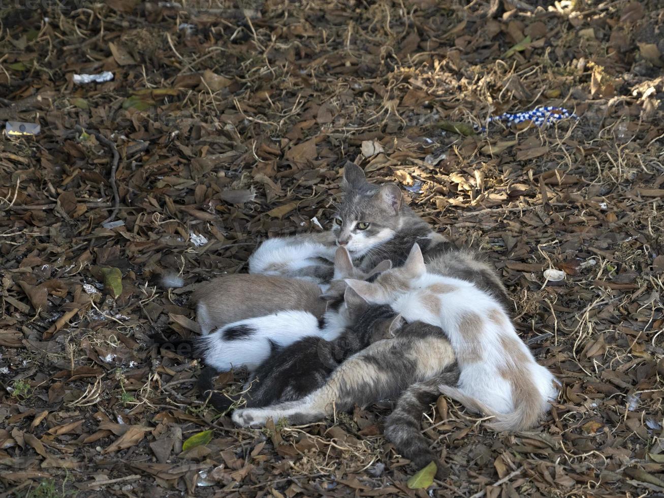 mère chat allaitant des chatons nouveau-nés photo