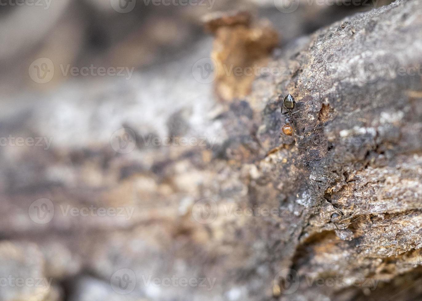 fourmi à tête rouge pot de miel myrmecocystus macro en gros plan photo