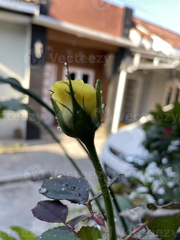 jardin de fleurs jaunes photo