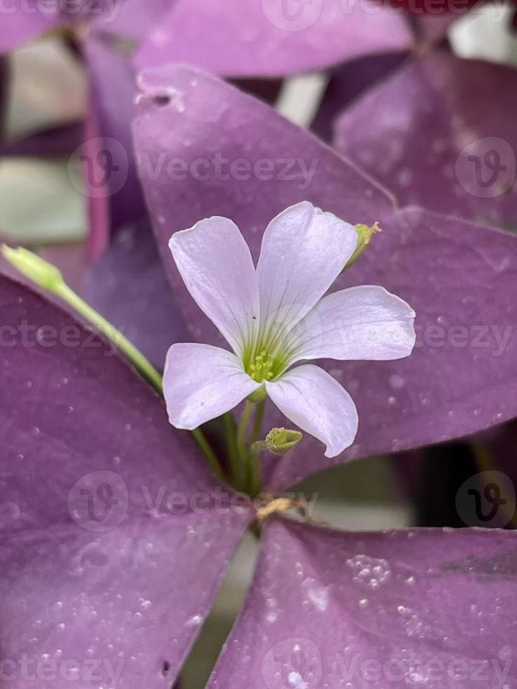 image de fleur pourpre photo