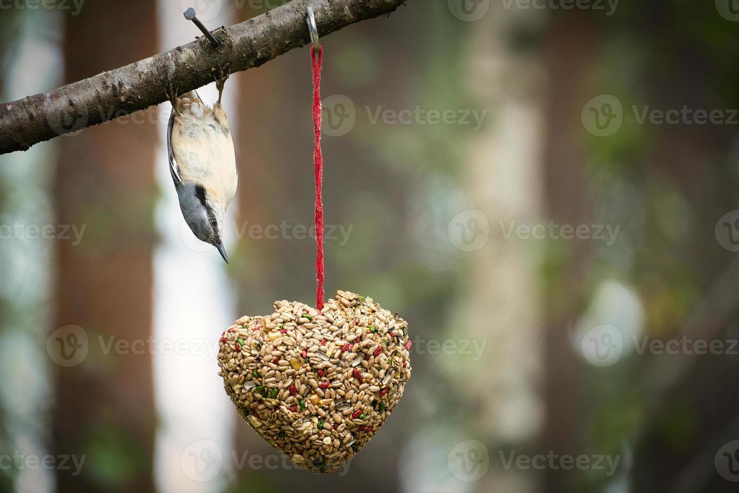 sittelle, observée à un cœur nourricier se nourrissant en forêt. petit oiseau blanc gris photo