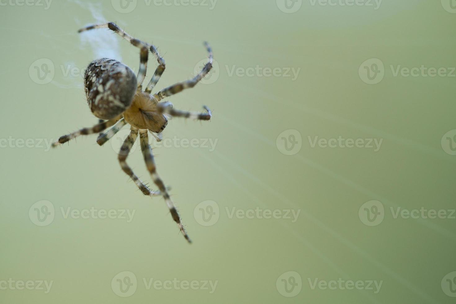 araignée croisée rampant sur un fil d'araignée. peur d'halloween. un chasseur utile parmi photo