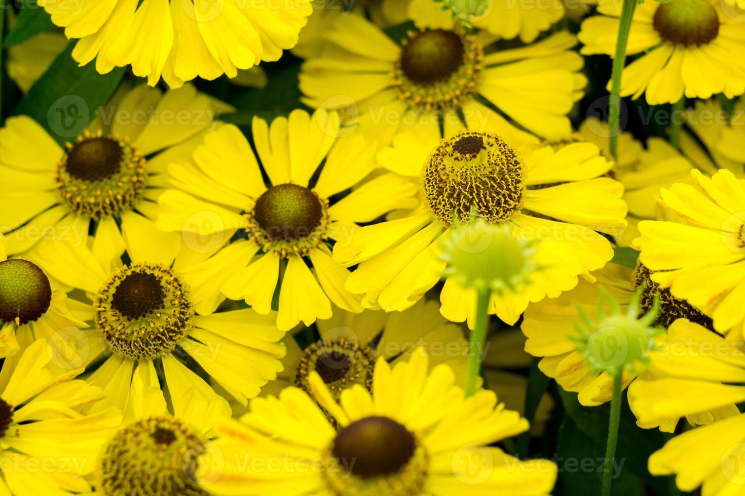 marguerites jaunes dans le jardin photo