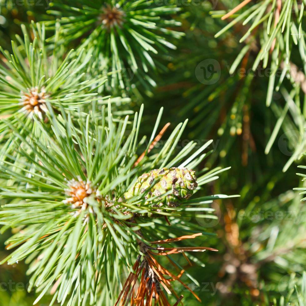 brins verts de pin se bouchent photo