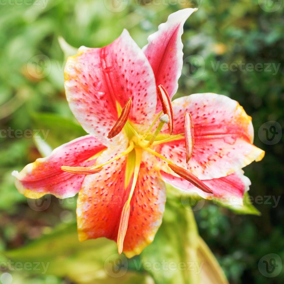 Voir ci-dessus de fleur rose Tiger Lily close up photo
