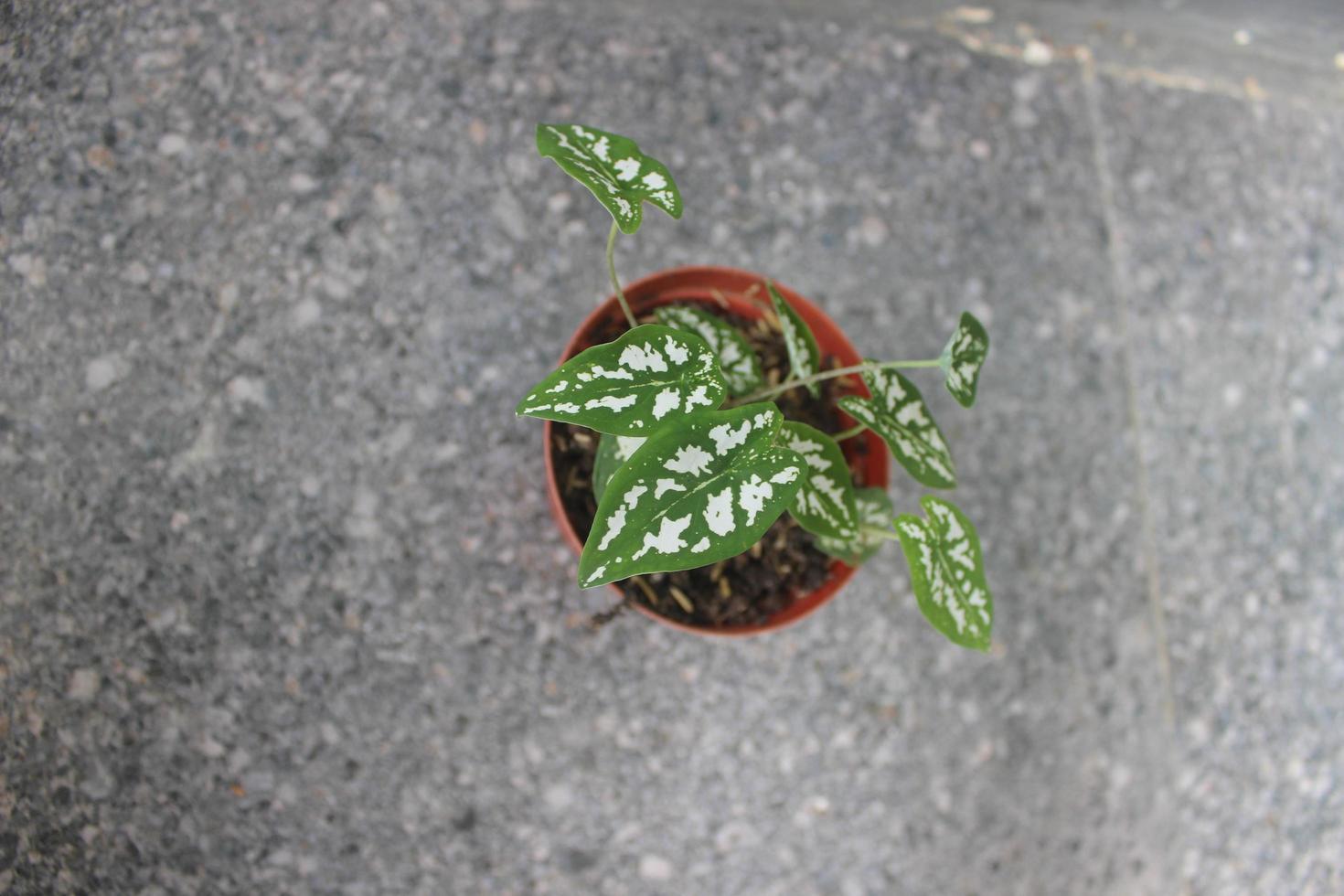 gros plan d'une mini plante de caladium perlé dans un pot sur un arrière-plan flou. plantes ornementales à la maison. utilisé pour les fonds de nature. photo