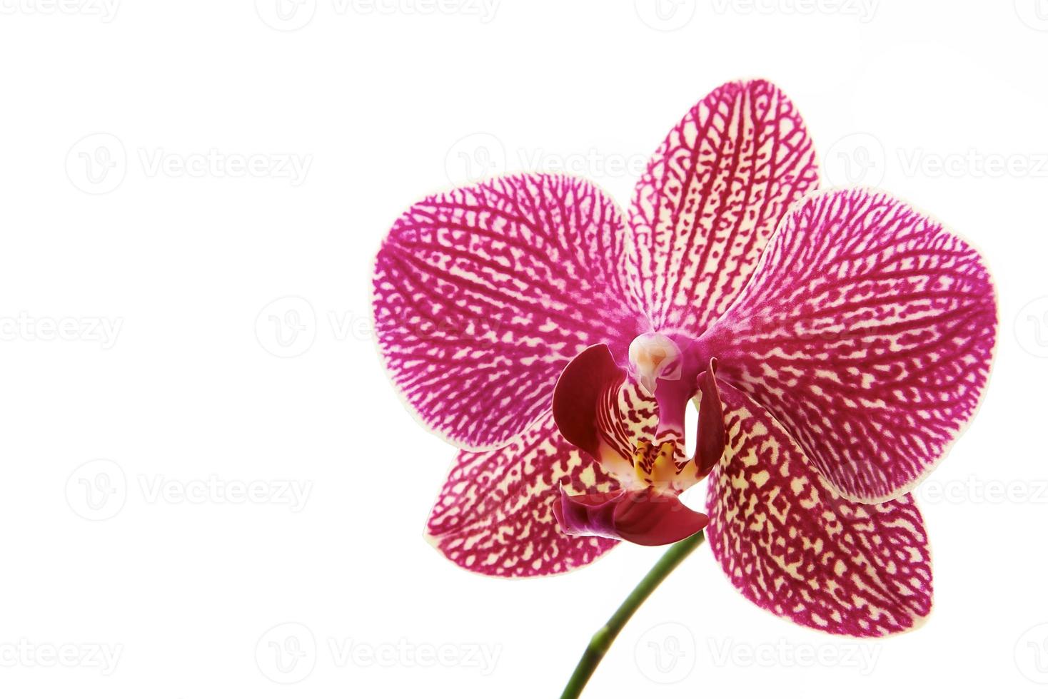 belle fleur d'orchidée photo