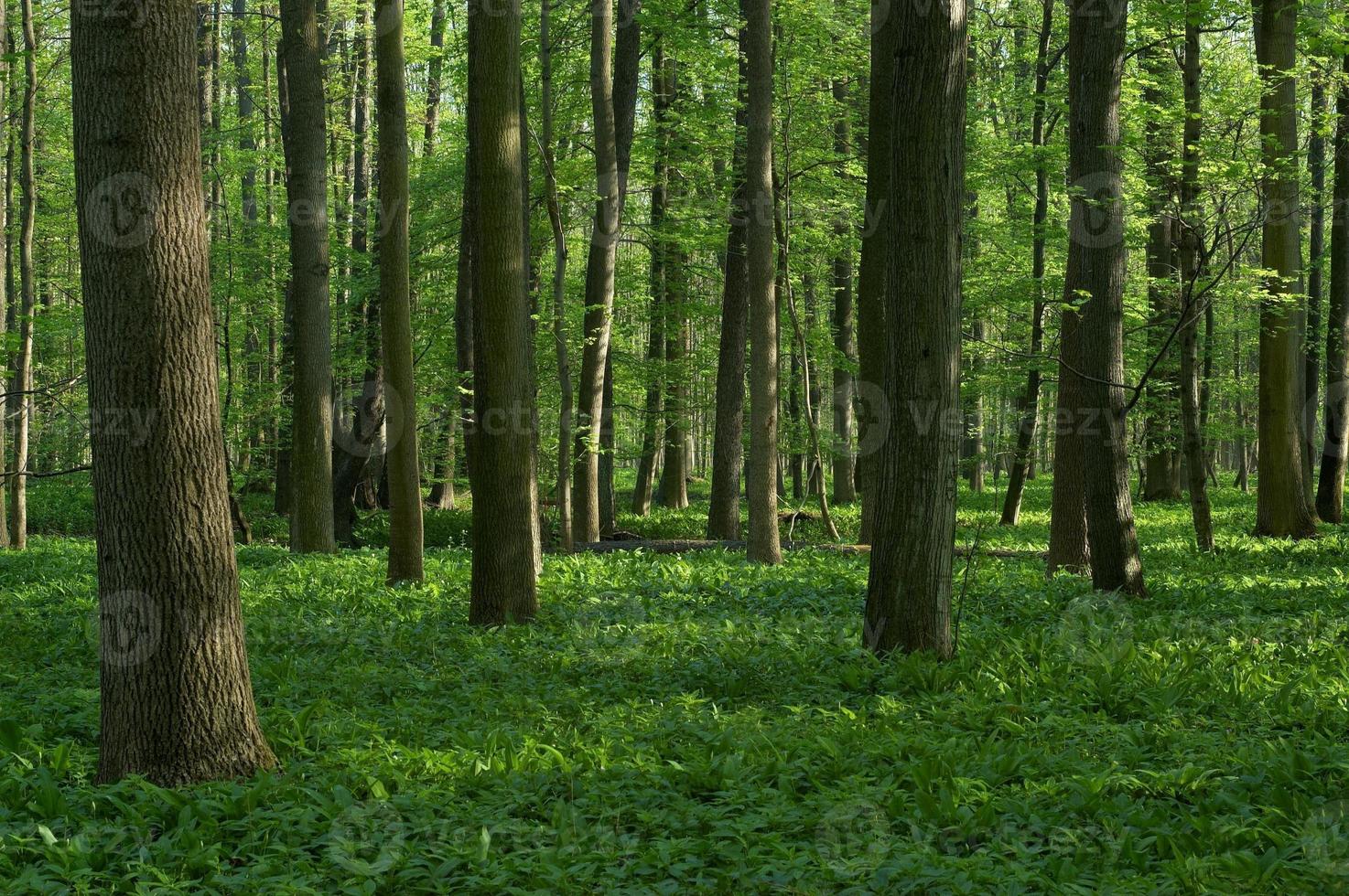 forêt de feuillus de printemps photo