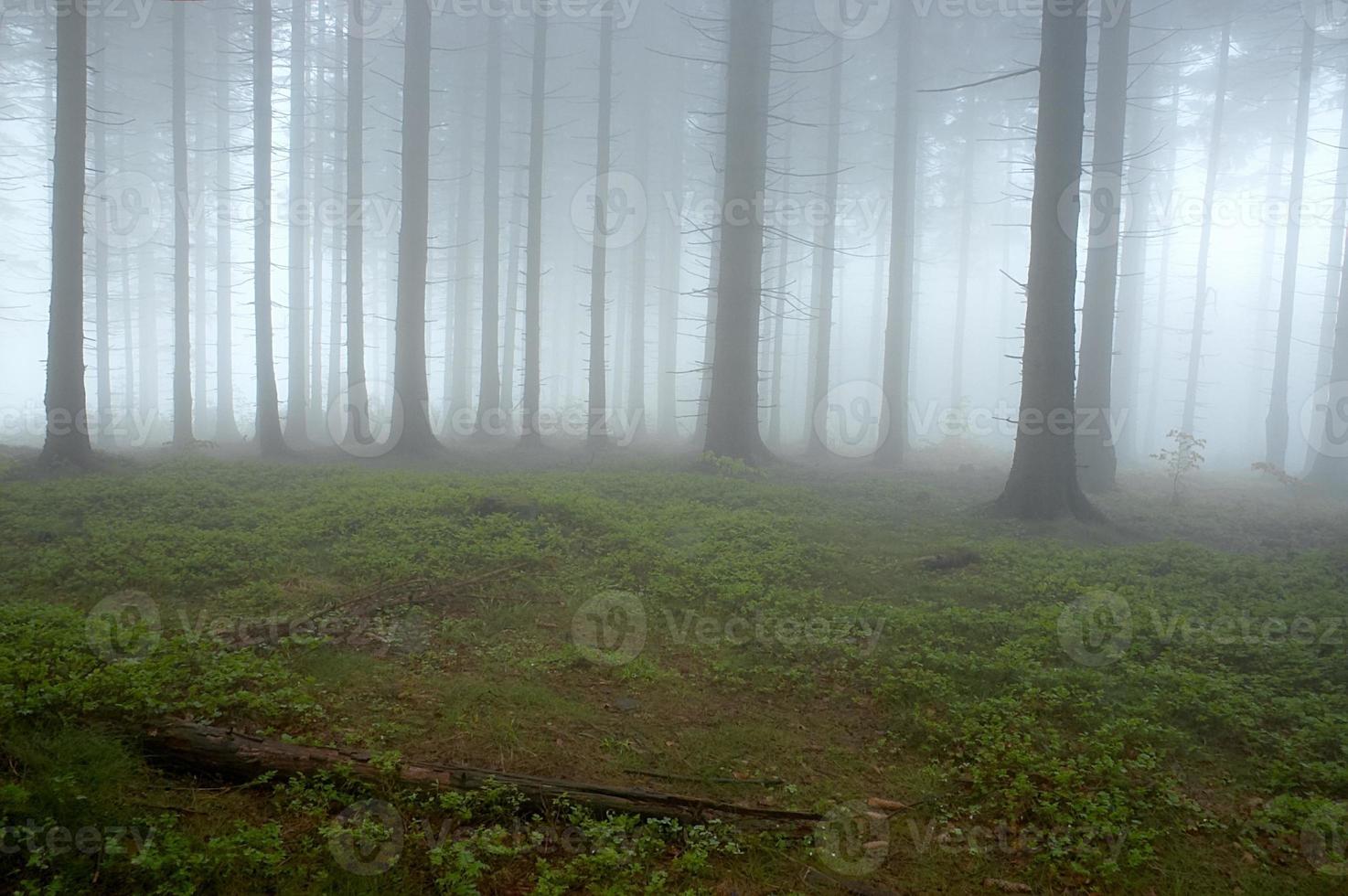 dans la forêt d'épicéas photo