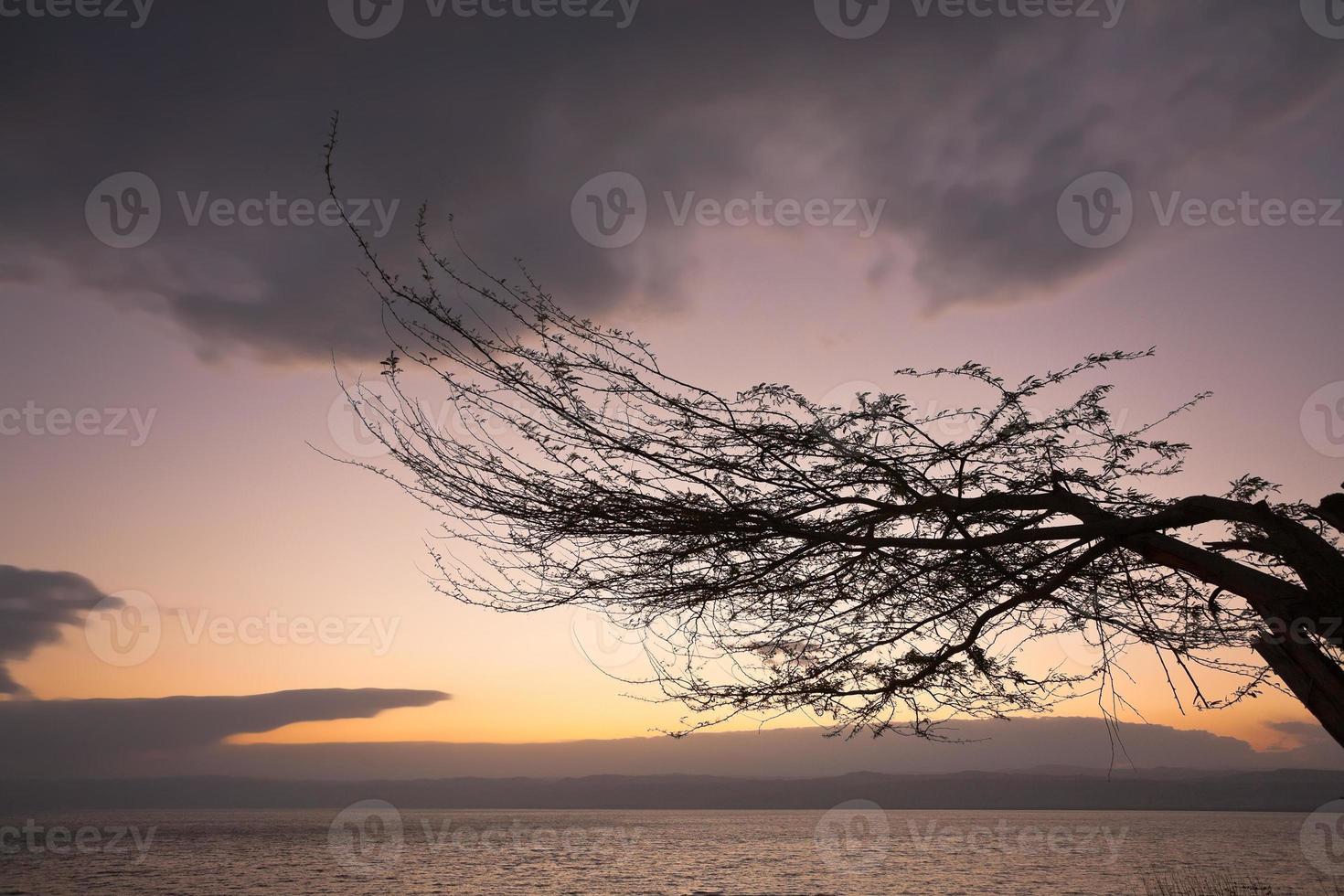 brunch dans les arbres au coucher du soleil sur la mer morte photo