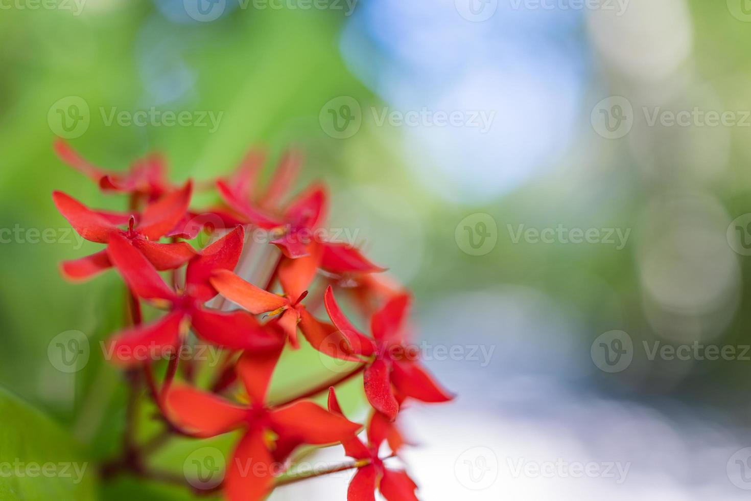 gros plan de beau fond naturel floral, macro de nature artistique. arrière-plan printemps été, feuillage bokeh flou, vue nature colorée. fleurs épanouies exotiques, nature tropicale. pétales parfaits photo