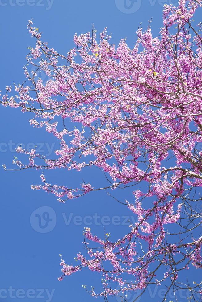 arbre redbud vertical-brillant fleurit contre un ciel bleu. photo