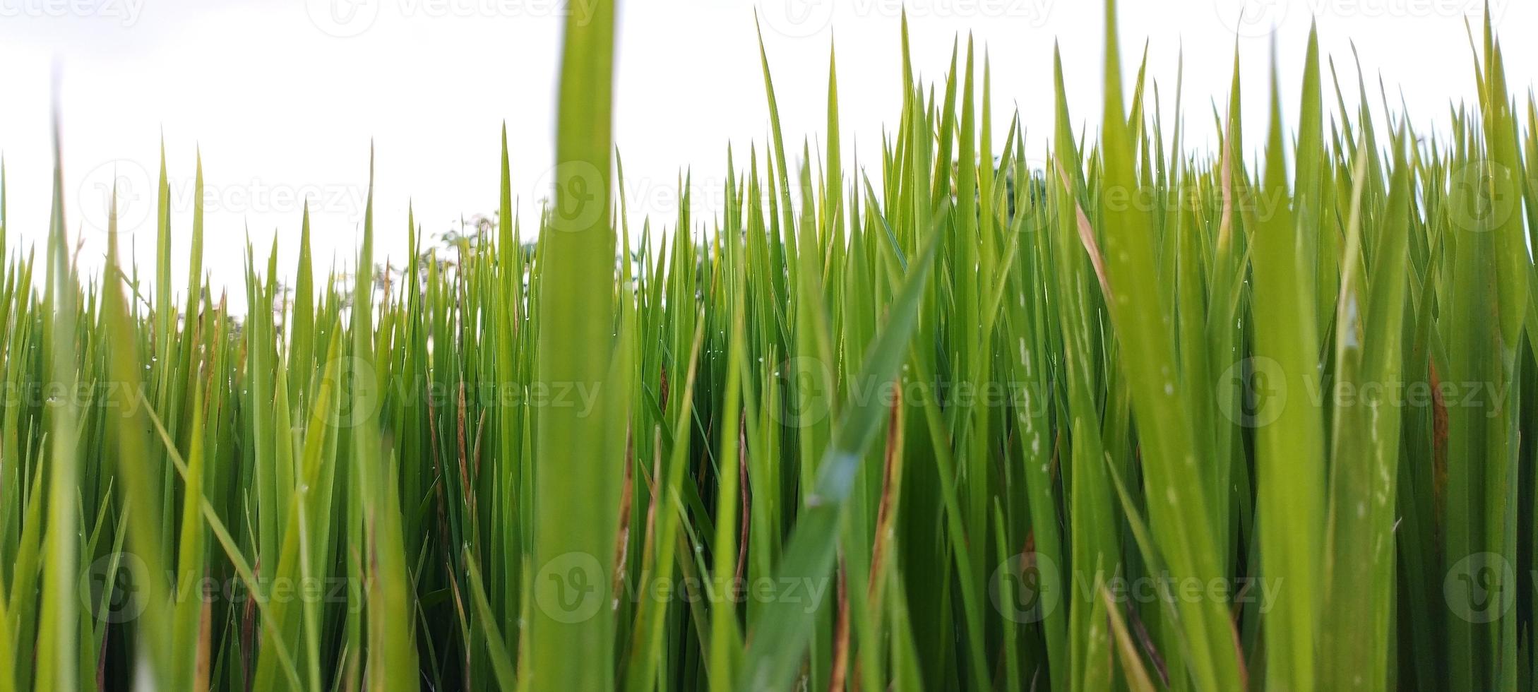 les plants de riz vert avec des flaques d'eau sont magnifiques photo