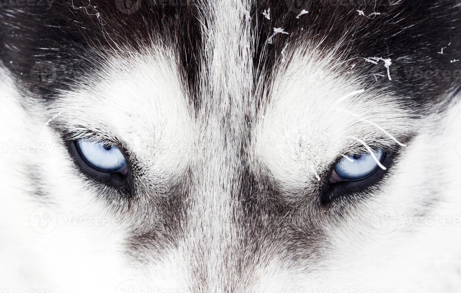 gros plan, de, chien husky, yeux bleus photo