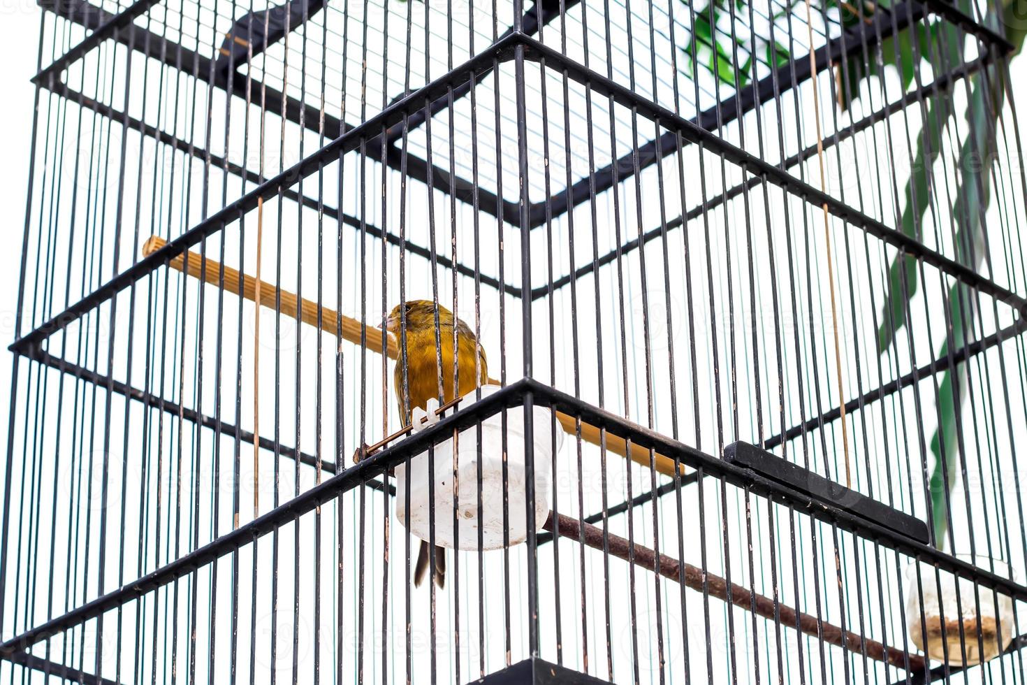 oiseau canari. oiseau en cage. photo