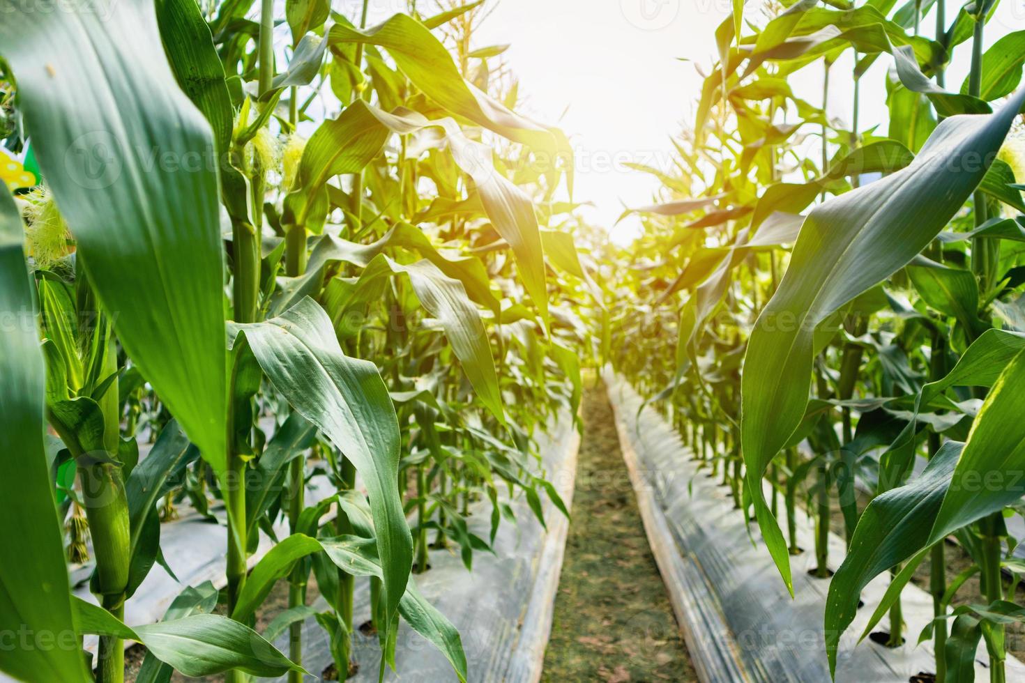 plante de maïs avec croissance des feuilles vertes dans le champ agricole en plein air au coucher du soleil photo