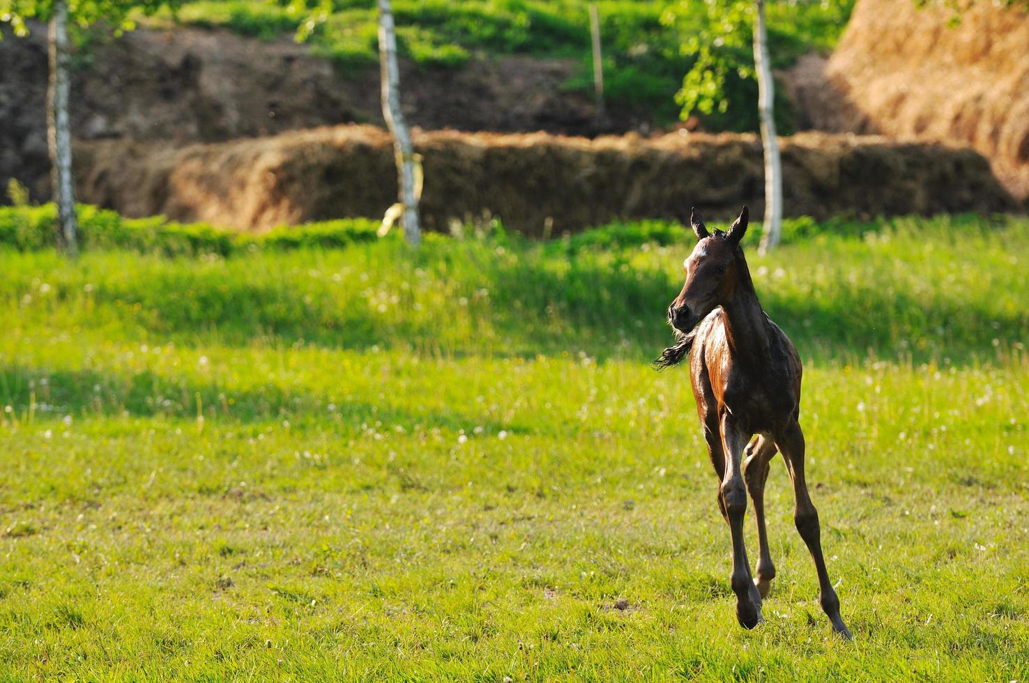 bébé cheval vue photo