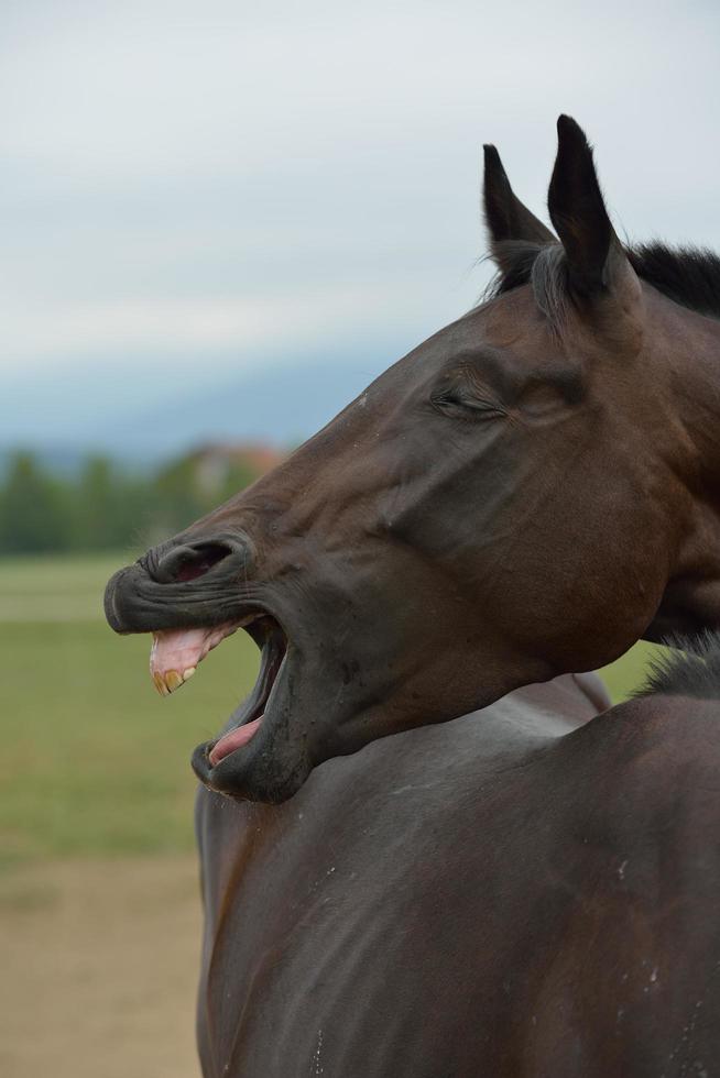 vue de portrait de cheval photo